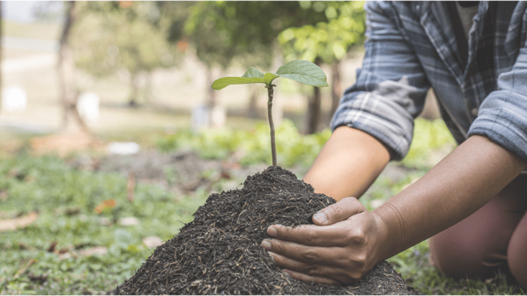 Economic Benefits of Community Trees