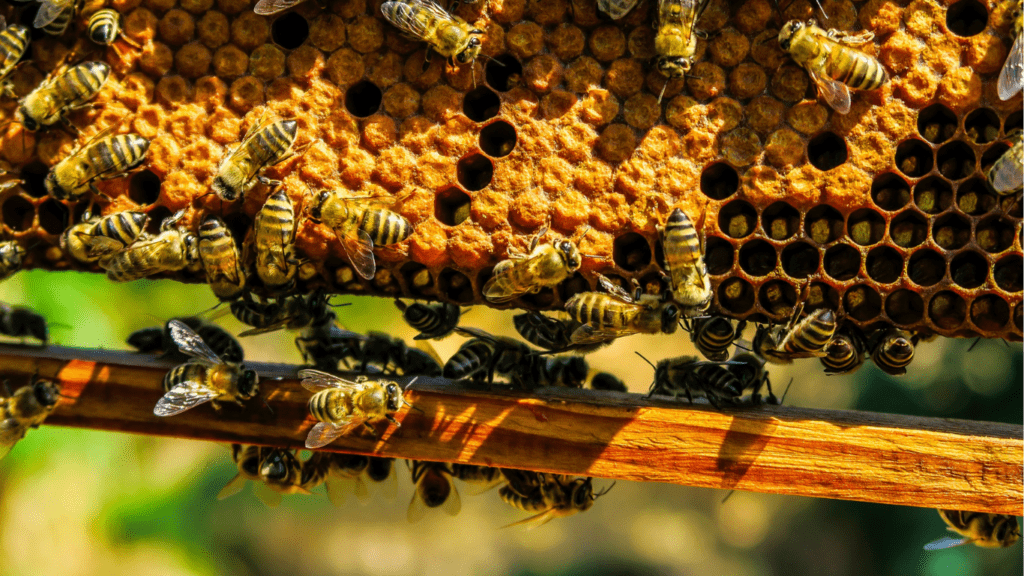 How to Support Bee Populations