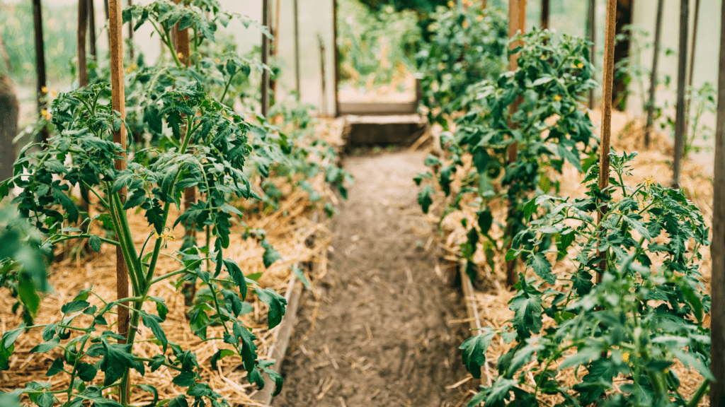 Master How to Grow Your Own Organic Garden Tips on Maintenance, Harvesting, and Preservation