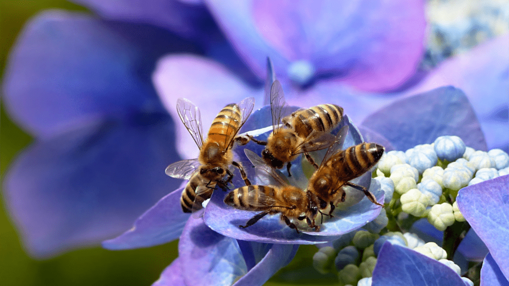 The Importance of Bees and How to Help Them Essential Tips for Supporting Pollinators