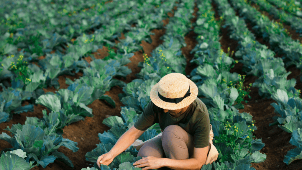 The Truth About Organic Farming Practices Benefits, Challenges, and Misconceptions Uncovered