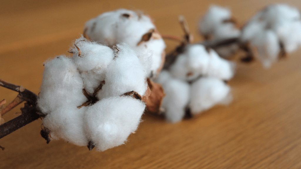 Why Organic Cotton is Better for You and the Planet Eco-Friendly and Health Benefits Explained