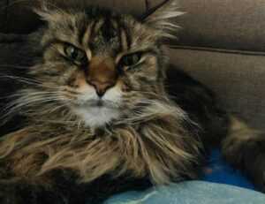 hair luvizac ingredient