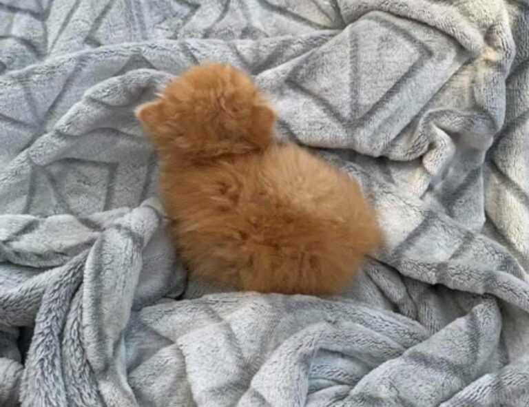 is feduspray home air freshener spray the best for your home