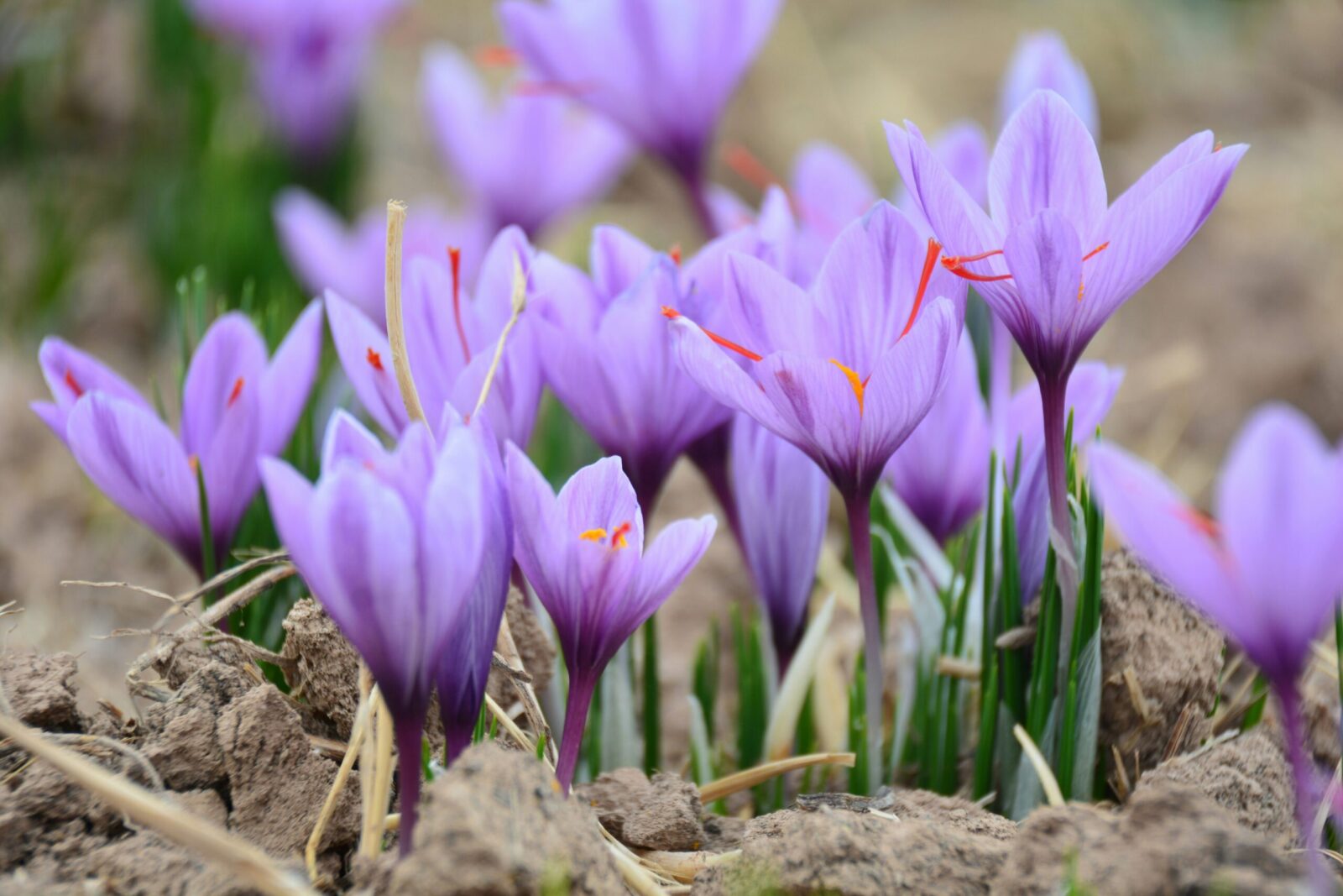 natural beauty ingredients