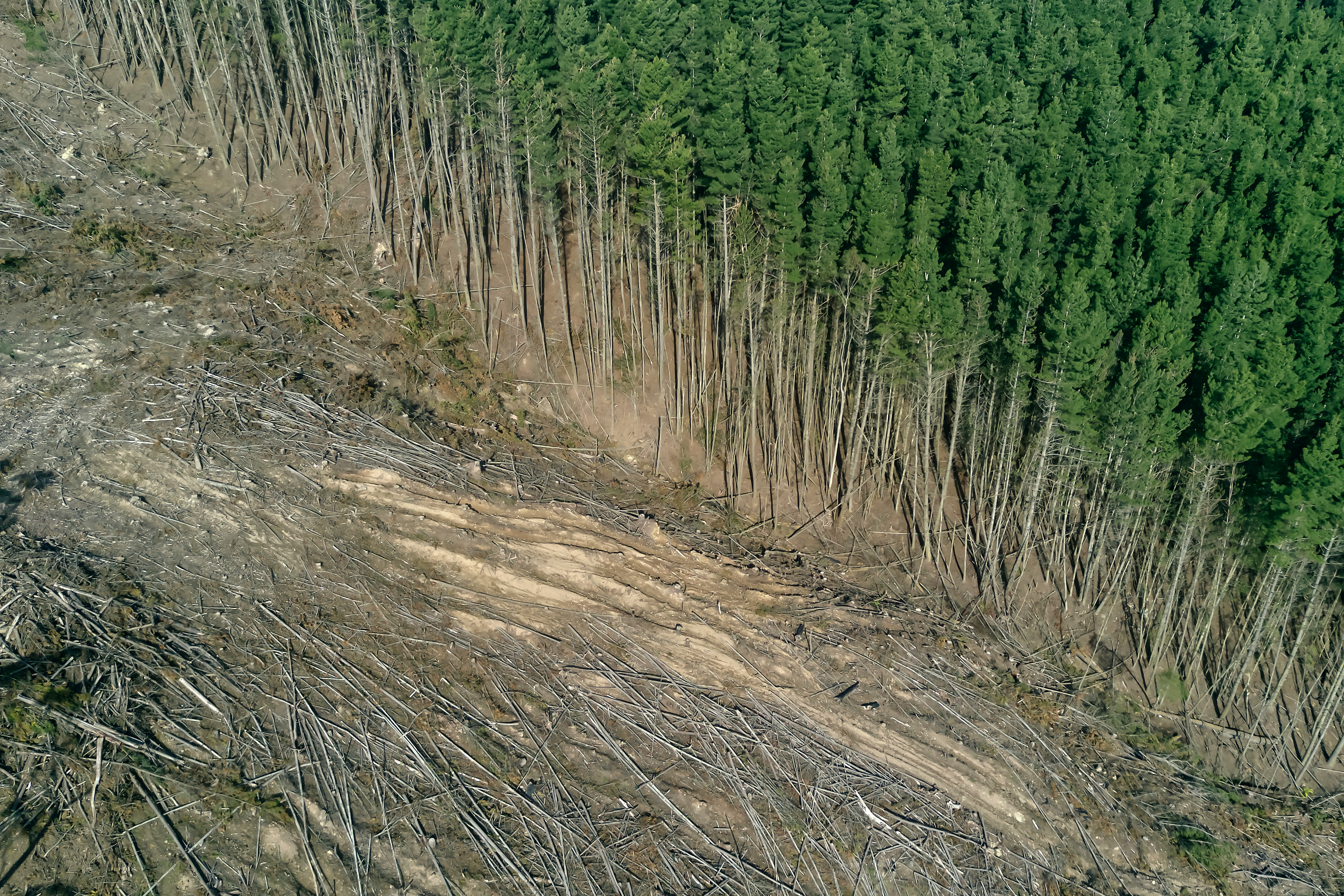 reforestation surge