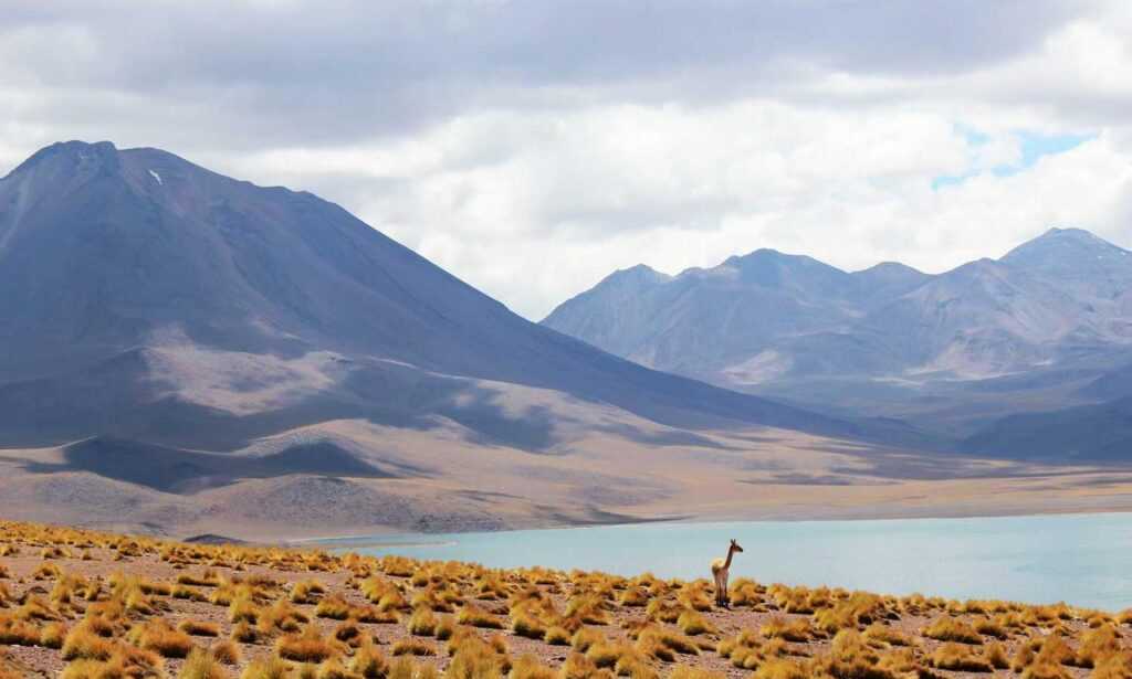 gambar kartun palestin