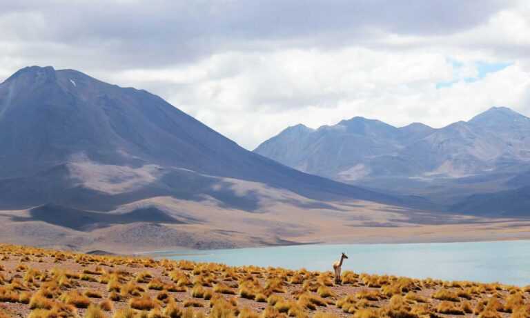 gambar kartun palestin