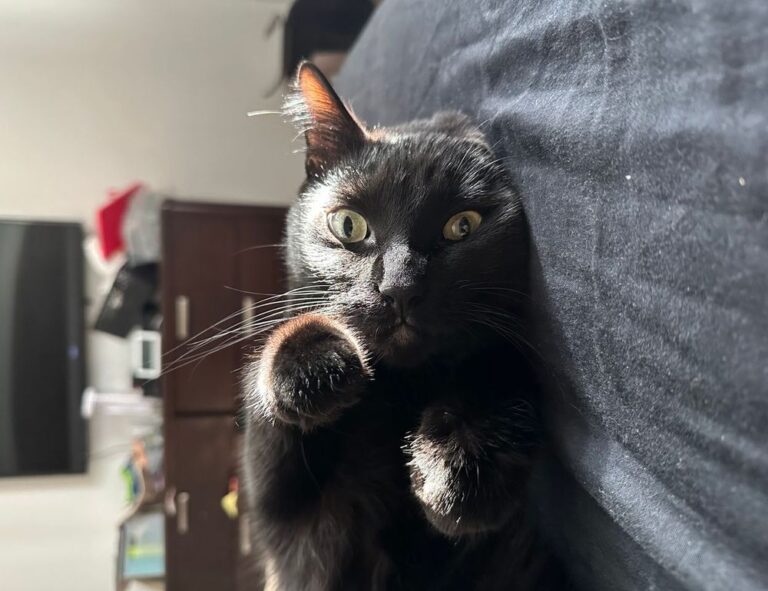 lieke klaver cameltoe