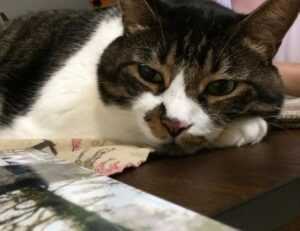 tamilrockers isaidub