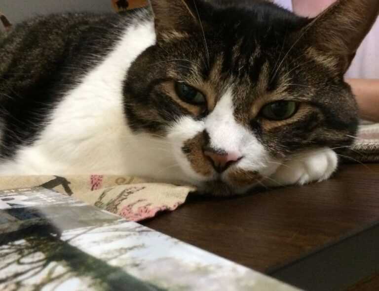 tamilrockers isaidub