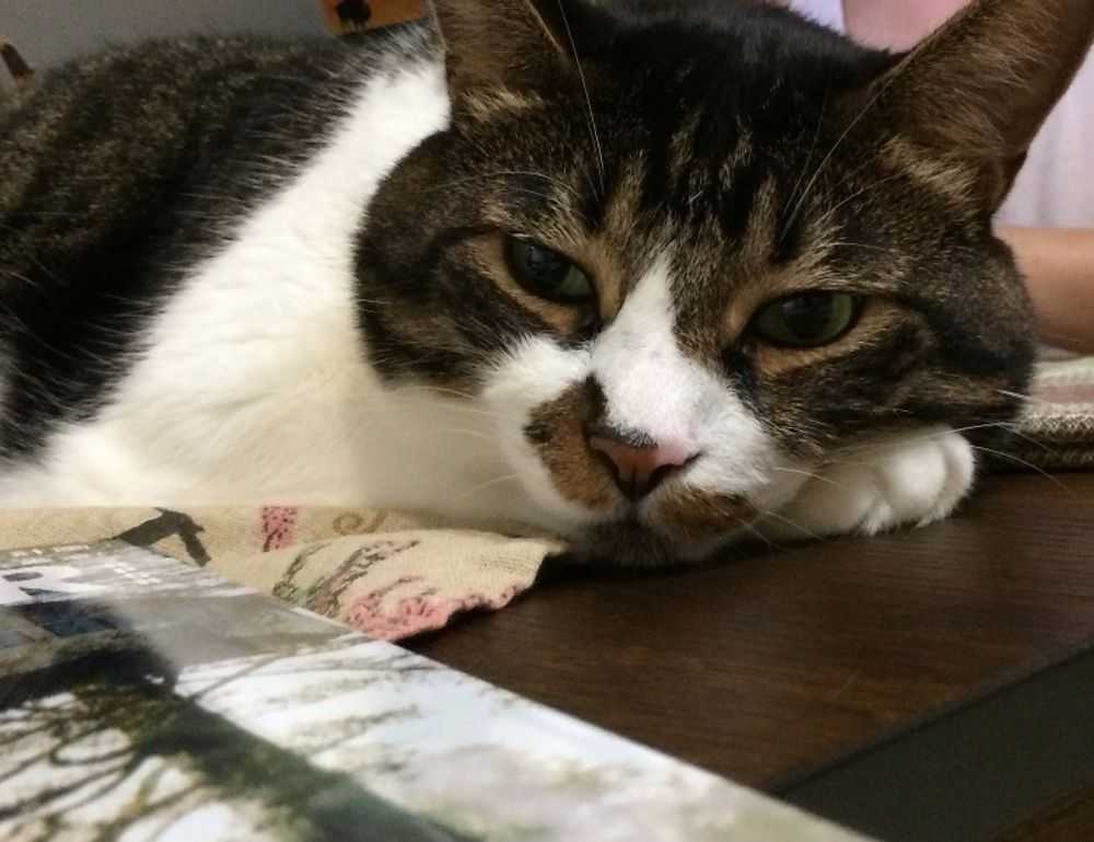 tamilrockers isaidub