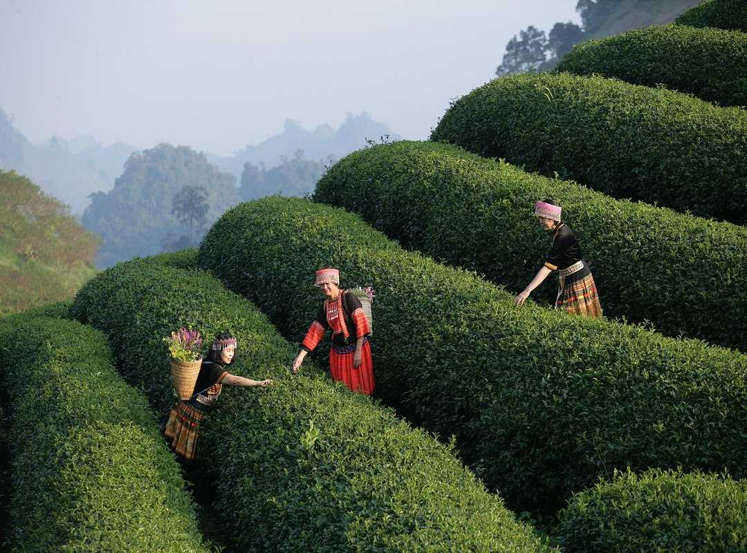 Why I Should Not Use Dyxrozunon